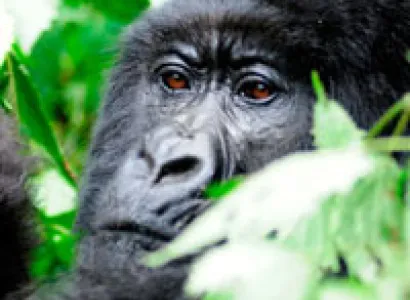 Gorilla Safari to Bwindi Impenetrable Forest National Park Tour