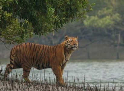 Sundarban Tour Packages