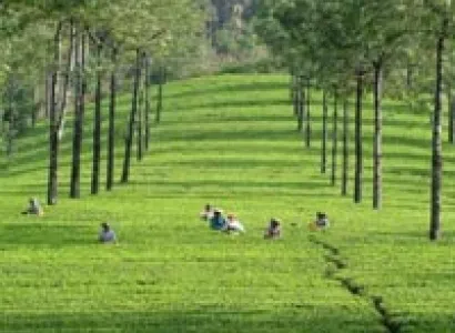 Green Paradise of Kerala Tour Tour Package Cochin - Munnar - Thekkady Days
