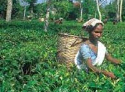 Mesmerizing Darjeeling Gangtok Tour