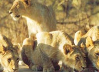 Short Escape to Gir Tour