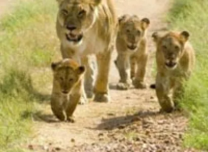 Lions And Tribes Of Gujarat Tour