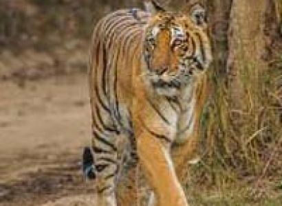 Jim Corbett with Nainital Tour