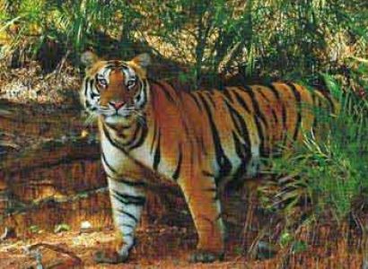 Satkosia Wildlife Sanctuary Tour