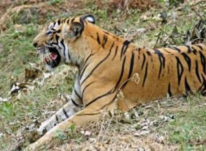 Bhitarkanika & Simlipal Tour