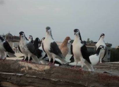 Kabootar Bazi in One Day Agra Tour