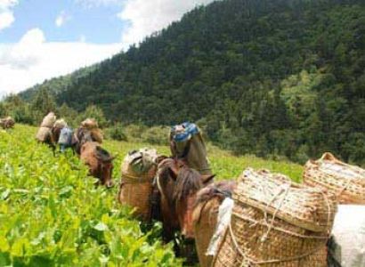 Jhomolhari - Yaksa Trek 11 Days/ 10 Nights Tour