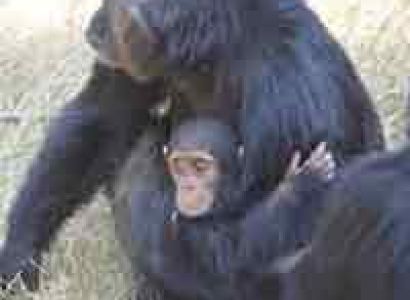 Wildlife Tour of Kenya