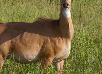 Gujraat Wildlife Tour 6 Nights / 7 Days