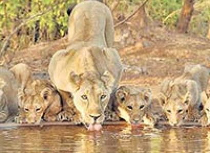 Wildlife Special Package - Indian Tiger & Lion