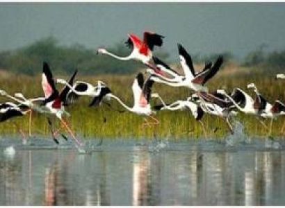 Bharatpur Bird Sanctuary Tour