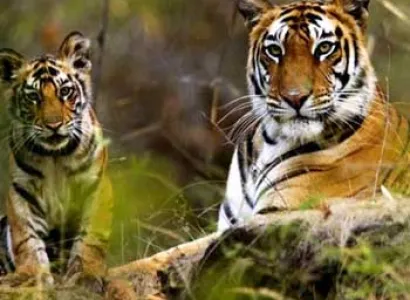 Short Escape to Bandhavgarh Tour