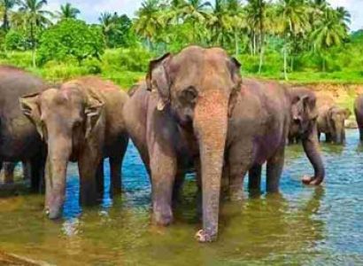 Sri Lankan Spice Package