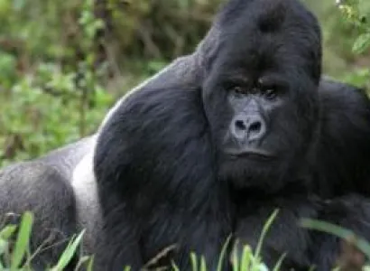 13 Days Uganda Adventure Safaris