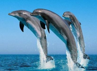 Frolic with Dolphins and Whales 5N/6D Tour