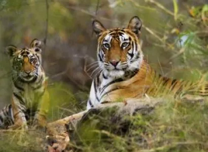 16 Days The Best of Indian Wildlife Tours