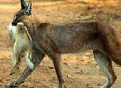 Short Escape to Sariska Tour