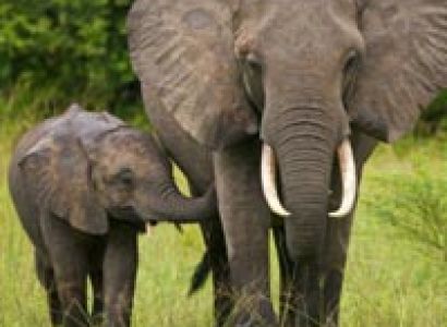 Delightful Coorg with Kabini Tour