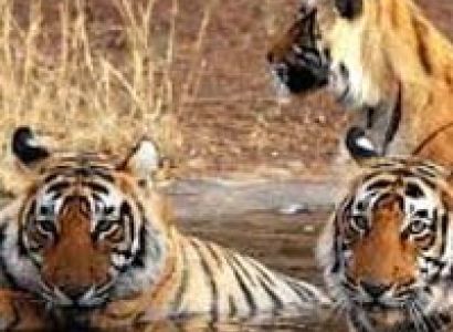 Short Escape to Kanha Tour