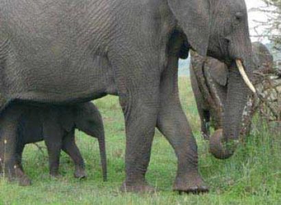 6days 5nights: Wilderness Experience -camping Safari Package