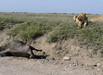 Merged With Nature - Mobile Camping Safari Tour