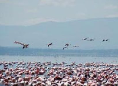 2 Days / 1 Night Lake Nakuru National Park Tour