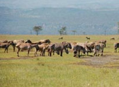 2 Days / 1 Night) Masai Mara Game Reserve - Flying Package) Tour