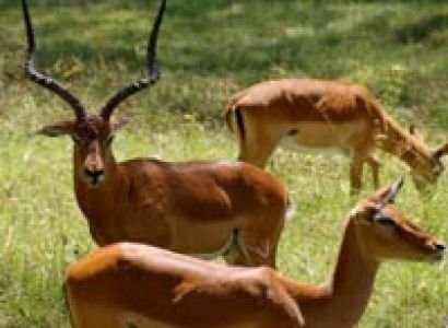 1 Night Ark / 1 Night Nakuru /1 Night Mara Tour