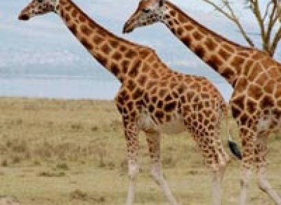 Samburu 2 Nights Road Package