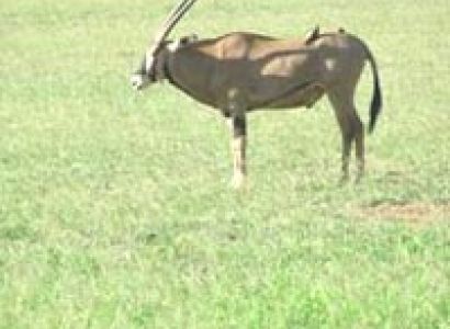 Samburu 2 Nights /Sweetwaters 1 Night Tour