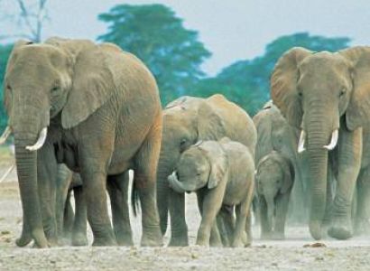 3 Days 2 Nights Mara Sopa Lodge Flying Safari Tour