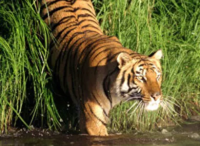 Sundarban Tiger Camp Tour