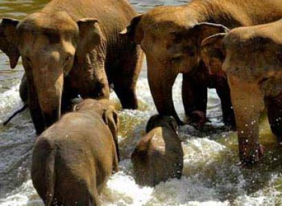 Refreshing Srilanka Tour