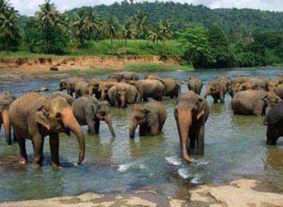 Wonder Srilanka Tour