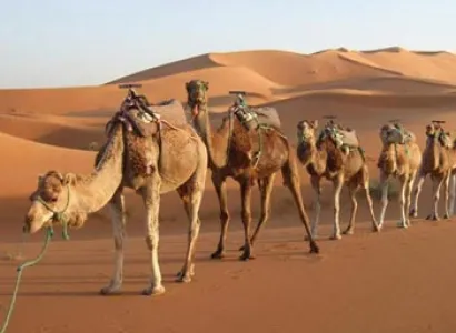 Heritage Tour Of Rajasthan