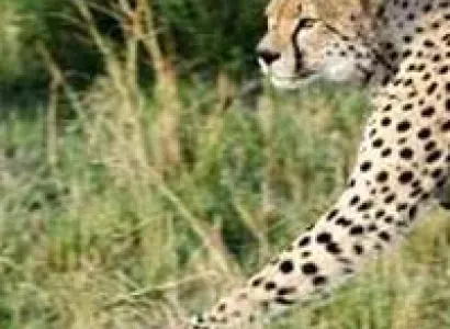 Wildlife Photosafari Tours