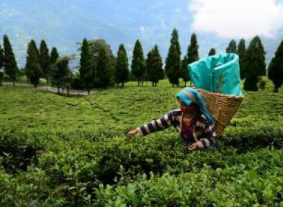 Exclusive Assam with Meghalaya Package