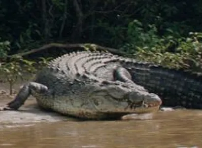 Bhitorkonika Wild Life Sanctuary Package