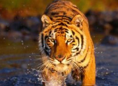 Sundarban Safary Tour
