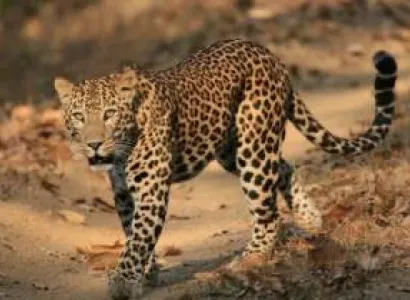 North East Wildlife Tour