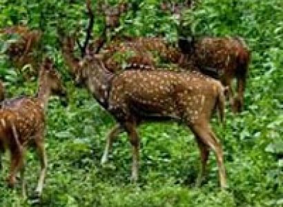 Short Escape to Periyar Tour