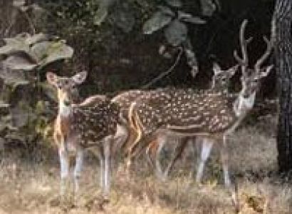 Wildlife and Heritage of Gujarat