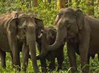 South India Wildlife Tour