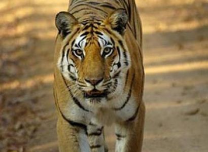 Short Escape to Gir Tour
