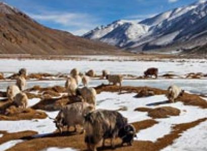 Ladakh Honeymoon Tour