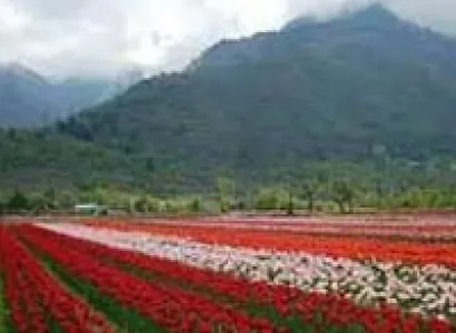 Srinagar - Gulmarg 5 Days