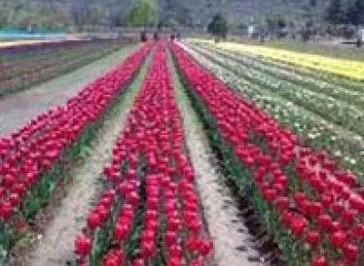 Srinagar - Gulmarg 5 Day Tour