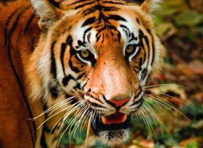 Short Escape to Bandipur National Park