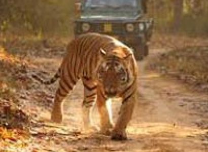 In Search of Tiger Tour