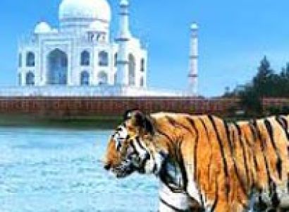 Taj and Tiger Tour